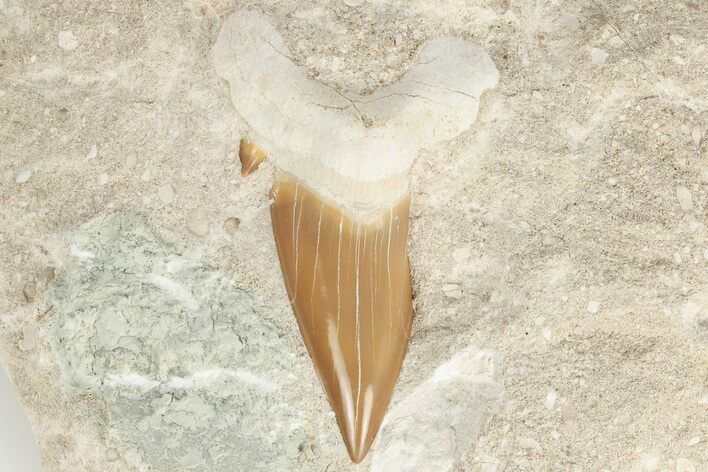 Otodus Shark Tooth Fossil in Rock - Oulad Abdoun Basin, Morocco #201150